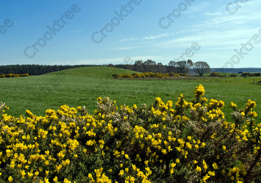 MacBeath s Hill Brodie UP280339jhp 
 Scotland Morayshire Brodie Macbeth Hill Witches spring yellow gorse sunny green grass is situated near Brodie Castle on a small back road to the north of the A96 at Hardmuir. Tradition claims is was the site claimed by Shakespeare in his play Macbeth where the King of the same name met the three Witches. It is identified on Ordnance Survey maps as Macbeths Hillock. Nearby Brodie Castle which lies between Forres and Nairn in Morayshire Scottish Highlands is home of the Brodie family, the castle perhaps dates back as far as 1160 and came under attack from Montroses army but survived. Many additions were made subsequently and the collections of various items are extensive and of high quality. 
This became a National Trust for Scotland property in 1980 and is situated about 4.5 miles west of Forres and the grounds are open to the public all the year round. The castle is open April to October at various times. Any of my photographs are for scenic/tourist use only and cannot be used for product endorsement without the explicit permission of the NTS. Please contact their Edinburgh Head Office. 
 Keywords: Scotland, Scottish, Moray, Morayshire, North, East, Highlands, Brodie, Castle, Macbeth, hill, Hardmuir, Feddan, Cotterton, Blinkbonny, witches, Shakespeare, folklore, tradition, history, walks, woodlands, spring, gorse, yellow, flowers, sunny, sunshine, sun, shining, green, grass, landscape
