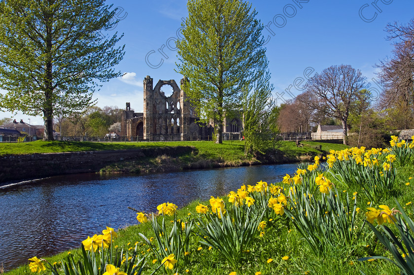 River Lossie Springtime WTN1987JHP 
 Elgin Cathedral River Lossie Spring Daffodils Daffs Morayshire Scotland Photograph was founded in 1224 although a substantial ruin now cared for by Historic Scotland remains one of the most beautiful medieval buildings in Scotland aand viewed here from the spring flora on the banks of the River Lossie. The transepts with their buttressed west towers and parts of the tall choir and nave date from the fire of 1270 but subsequent destruction especially by the Wolf of Badenoch in 1390 and later further destruction and neglect after the Reformation means we will never see this building in its true majesty. 
 Keywords: Scotland, Scottish, North East, Moray, Elgin, Cathedral, Morayshire, Grampian, Highland, Highlands, River, Lossie, riverbank, landscape, spring, springtime, daffodils, flowers, close, foreground, spire, chapel, Medieval, Reformation, arches, Gothic, windows, ornamental, nave, clerestory, vaulted, ceiling, chapter, aisle, transept, lancet, windows, Historic Scotland, heritage, history