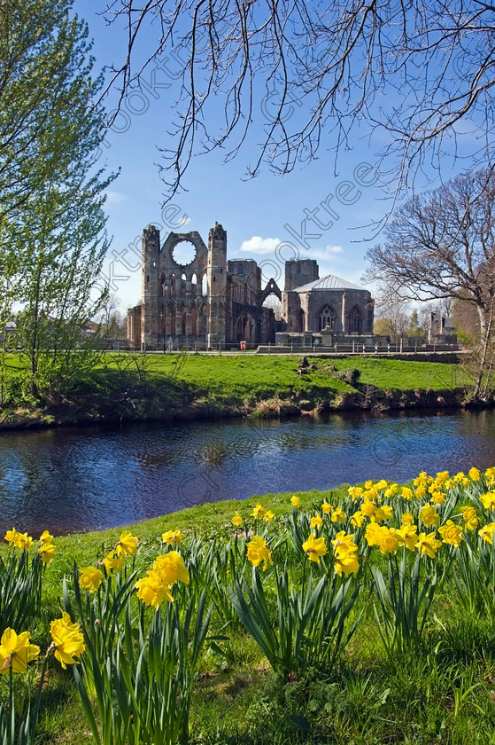 Elgin Cathedral Daffs WTN2009JHP 
 Elgin Cathedral River Lossie Springtime Daffodils Daffs Moray Library Photograph was founded in 1224 although a substantial ruin now cared for by Historic Scotland remains one of the most beautiful medieval buildings in Scotland and viewed here from the spring flora on the banks of the River Lossie. The transepts with their buttressed west towers and parts of the tall choir and nave date from the fire of 1270 but subsequent destruction especially by the Wolf of Badenoch in 1390 and later further destruction and neglect after the Reformation means we will never see this building in its true majesty. 
 Keywords: Scotland, Scottish, North East, Moray, Elgin, Cathedral, Morayshire, Grampian, Highland, Highlands, River, Lossie, riverbank, upright, spring, springtime, daffodils, flowers, close, foreground, spire, chapel, Medieval, Reformation, arches, Gothic, windows, ornamental, nave, clerestory, vaulted, ceiling, chapter, aisle, transept, lancet, windows, Historic Scotland, heritage, history
