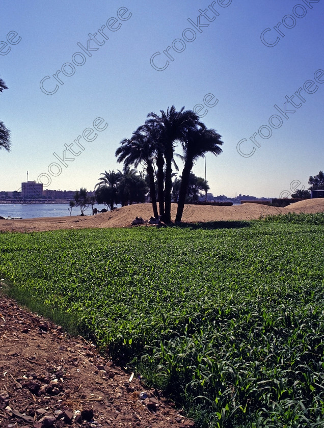 Luxor Farmland EG945610jhp 
 Egypt Luxor West Bank Qurna River Nile palm tree crops green taken in 1994 so from near the ferry crossing at Qurna al-Gaddah which was the option in those days from getting across the Nile. Today the preferred method for package tours for crossing the River Nile is by the new southern road bridge and then heading north and westwards towards the main ancient sites of the West Bank. The scene is also a reminder of the wealth that was the engine that created ancient Egypt because of the fertility bordering the River Nile caused by the annual inundations with the flood waters depositing fertile mud giving abundant food sufficient to feed the large transient labour force required to build these huge monuments from Giza, Memphis, Thebes and southwards to Abu Simbel. Today fertilisation of the river farmland is by artificial means and of course has an impact on the Egyptian import bills. 
 Keywords: Egypt, Luxor, West, Bank, River, Nile, Theban, hills, upright, holiday, travel, tourism, cruise, history, archaeology, Egyptology, temples, tombs, agriculture, Egyptians, farmers, farming, fields, mud, fertile, fertilisers, water, irrigation, crops, maize, corn, sugar, cane, donkeys, cattle, palm, trees, dates, vegetables, green, brown, tractors, ploughing, Qurna, landscape, 1994, slide, film, medium, format, transparency, 645, Bronica, ETRSi, daylight, scanned, scan