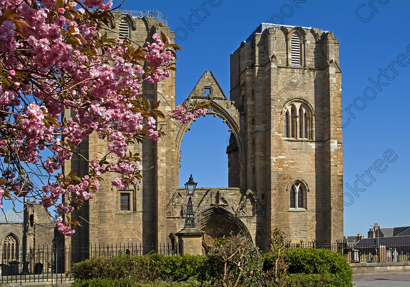Elgin Cathedral to3357426jhp 
 Elgin Cathedral front Scotland Spring blossom flowering cherry Twin Towers Arch founded in 1224 although a substantial ruin now cared for by Historic Scotland remains one of the most beautiful medieval buildings in Scotland. Here viewed from Cooper Park a large public area in the centre of Elgin. The transepts with their buttressed west towers and parts of the tall choir and nave date from the fire of 1270 but subsequent destruction especially by the Wolf of Badenoch in 1390 and later further destruction and neglect after the Reformation means we will never see this building in its true majesty. 
 Keywords: Scotland, Scottish, North East, Moray, Elgin, Cathedral, Morayshire, Grampian, Highland, landscape, spire, towers, north, blossom, flowering, cherry, pink, spring, Medieval, Badenoch, fire, damage, building, Church, religion, Christian, Reformation, Gothic, ornamental, windows, Historic Scotland, heritage, history, May, 2006, Finepix, Fuji, S3Pro, DSLR, digital, camera