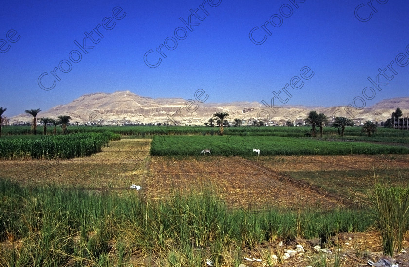 Luxor West Bank EG96720812jhp 
 Egypt Luxor West Bank Qurna River Nile dates Hatshepsut crops green taken in 1994 so from near the ferry crossing at Qurna al-Gaddah which was the option in those days from getting across the Nile looking across this fertile plain to the Theban Hills and in the direction of Hatshepsut Temple. Today the preferred method for package tours for crossing the River Nile is by the new southern road bridge and then heading north and westwards towards the main ancient sites of the West Bank. The scene is also a reminder of the wealth that was the engine that created ancient Egypt because of the fertility bordering the River Nile caused by the annual inundations with the flood waters depositing fertile mud giving abundant food sufficient to feed the large transient labour force required to build these huge monuments from Giza, Memphis, Thebes and southwards to Abu Simbel. Today fertilisation of the river farmland is by artificial means and of course has an impact on the Egyptian import bills. 
 Keywords: Egypt, Luxor, West, Bank, River, Nile, Theban, hills, holiday, travel, tourism, cruise, history, landscape, archaeology, Egyptology, temples, Hatshepsut, tombs, agriculture, Egyptians, farmers, farming, fields, mud, fertile, fertilisers, water, irrigation, crops, maize, corn, sugar, cane, donkeys, cattle, palm, trees, dates, vegetables, green, brown, tractors, ploughing, Qurna, landscape, 1994, slide, film, 35mm, format, Nikon, FM2, manual, daylight, scanned, scan