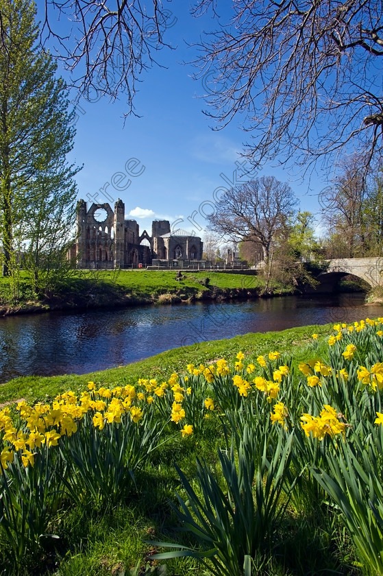 Spring Elgin River WTN2014JHP 
 Elgin Cathedral River Lossie Bridge Spring Daffodils Moray Scottish Highlands was founded in 1224 although a substantial ruin now cared for by Historic Scotland remains one of the most beautiful medieval buildings in Scotland and viewed here from the spring flora on the banks of the River Lossie. The transepts with their buttressed west towers and parts of the tall choir and nave date from the fire of 1270 but subsequent destruction especially by the Wolf of Badenoch in 1390 and later further destruction and neglect after the Reformation means we will never see this building in its true majesty. 
 Keywords: Scotland, Scottish, North East, Moray, Elgin, Cathedral, Morayshire, Grampian, Highland, Highlands, River, Lossie, riverbank, upright, spring, springtime, daffodils, flowers, close, foreground, spire, chapel, Medieval, Reformation, arches, Gothic, windows, ornamental, nave, clerestory, vaulted, ceiling, chapter, aisle, transept, lancet, windows, Historic Scotland, heritage, history