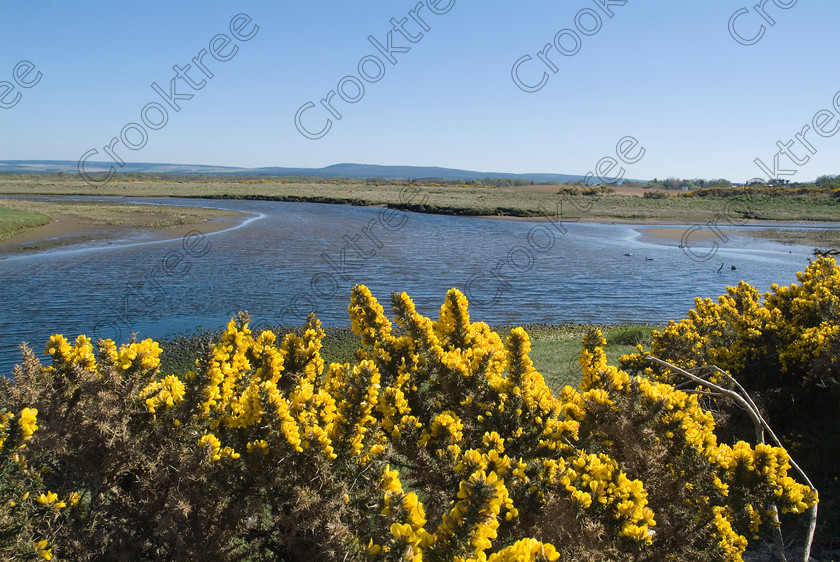 Spey Estuary TO3367433JHP 
 Scottish River Estuary Spey Bay Summer Yellow Gorse Flowers Water where it enters the Moray Firth near the villages of Garmouth and Kingston, small fishing hamlets amongst the shingle banks of this Morayshire north coast. Garmouth has the historical link with the landing of Charles 11 in 1650. The shingle banks along the mouth of the Spey are ever changing owing to longshore drift with the constant threat of the river outlet being closed and the area is known for salmon netting at the Tugnet spit as well extensive bird life. 
 Keywords: Scotland, Scottish, Moray Firth, Morayshire, Kingston, Garmouth, boat, gorse, yellow, landscape, Spey Bay, River Spey, shingle, banks, long-shore, drift, spit, Tugnet, birds, Speyside Way, walking, heritage, trail, beach, stones, waves
