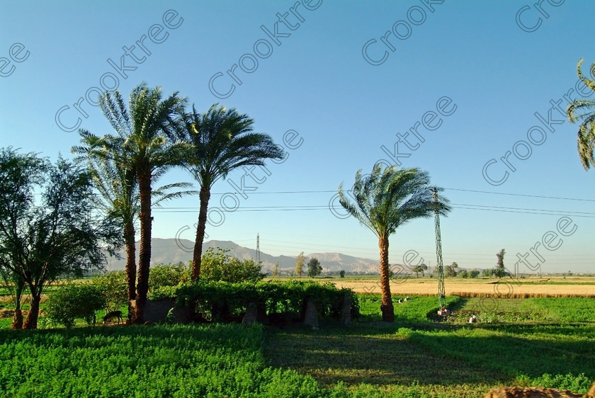 Luxor Farmland EG051938jhp 
 Egyptians Luxor West Bank Qurna Theban hills farmers fields flat roadside views taken on the taxi trip from Luxor City, crossing the River Nile by the new southern road bridge and then heading north and westwards towards the main ancient sites of the West Bank. The trip is also a reminder of the wealth that was the engine that created ancient Egypt because of the fertility bordering the River Nile caused by the annual inundations with the flood waters depositing fertile mud giving abundant food sufficient to feed the large transient labour force required to build these huge monuments from Giza, Memphis, Thebes and southwards to Abu Simbel. 
 Keywords: Egypt, Luxor, West, Bank, River, Nile, Theban, hills, holiday, travel, tourism, cruise, history, archaeology, Egyptology, temples, tombs, agriculture, Egyptians, farmers, farming, fields, mud, fertile, fertilisers, water, irrigation, crops, maize, corn, sugar, cane, donkey, palm, trees, dates, vegetables, green, brown, tractors, ploughing, coach, taxi, dusty, roads, electricity, poles, telephone, lines, New, Qurna, landscape, Fuji, S3, DSLR, 2005