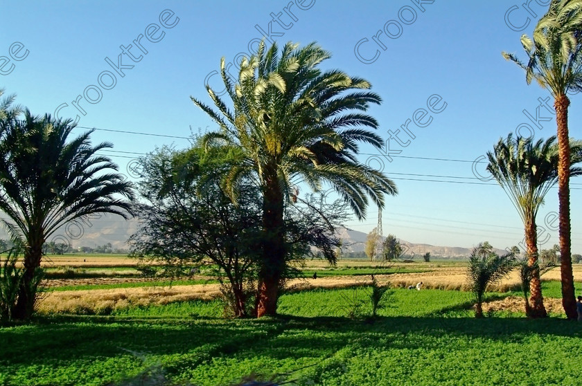 Luxor Farmland EG051939jhp 
 Egypt Luxor West New Qurna hills farming green fields trees roadside views taken on the taxi trip from Luxor City, crossing the River Nile by the new southern road bridge and then heading north and westwards towards the main ancient sites of the West Bank. The trip is also a reminder of the wealth that was the engine that created ancient Egypt because of the fertility bordering the River Nile caused by the annual inundations with the flood waters depositing fertile mud giving abundant food sufficient to feed the large transient labour force required to build these huge monuments from Giza, Memphis, Thebes and southwards to Abu Simbel. 
 Keywords: Egypt, Luxor, West, Bank, River, Nile, Theban, hills, holiday, travel, tourism, cruise, history, archaeology, Egyptology, temples, tombs, agriculture, Egyptians, farmers, farming, fields, mud, fertile, fertilisers, water, irrigation, crops, maize, corn, sugar, cane, palm, trees, dates, vegetables, green, brown, ploughing, coach, taxi, dusty, roads, electricity, poles, telephone, lines, New, Qurna, landscape, Fuji, S3, DSLR, 2005