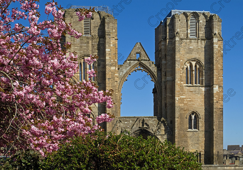 Elgin Cathedral to3357423jhp 
 Elgin Cathedral Scotland Spring blossom flowering cherry Front Twin Towers Arch founded in 1224 although a substantial ruin now cared for by Historic Scotland remains one of the most beautiful medieval buildings in Scotland. Here viewed from Cooper Park a large public area in the centre of Elgin. The transepts with their buttressed west towers and parts of the tall choir and nave date from the fire of 1270 but subsequent destruction especially by the Wolf of Badenoch in 1390 and later further destruction and neglect after the Reformation means we will never see this building in its true majesty. 
 Keywords: Scotland, Scottish, North East, Moray, Elgin, Cathedral, Morayshire, Grampian, Highland, landscape, spire, towers, north, blossom, flowering, cherry, pink, spring, Medieval, Badenoch, fire, damage, building, Church, religion, Christian, Reformation, Gothic, ornamental, windows, Historic Scotland, heritage, history, May, 2006, Finepix, Fuji, S3Pro, DSLR, digital, camera